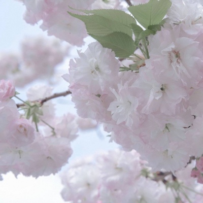 西沙福瑞交流群